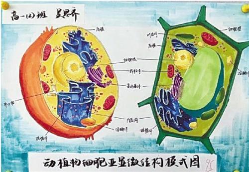 惊艳!高中生手绘动植物细胞 对比原图简直"以假乱真"