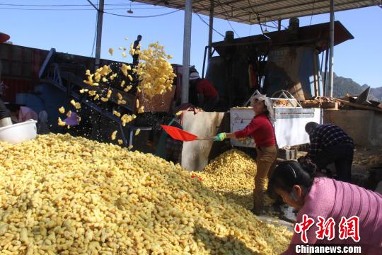 图为罗平县小黄姜获丰收。　钟欣 摄
