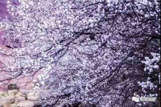 春风化雨，昌都也有桃花盛景等你来！
