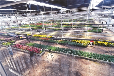顺义赵全营镇北郎中村的花卉产业已成支柱产业之一。网络图
