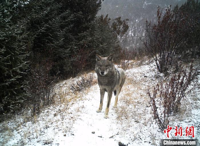 图为红外相机拍到的狼。山水自然保护中心供图
