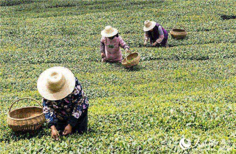 4月25日，村民在秭归县九畹丝绵茶生态基地采茶。（向红梅 摄）