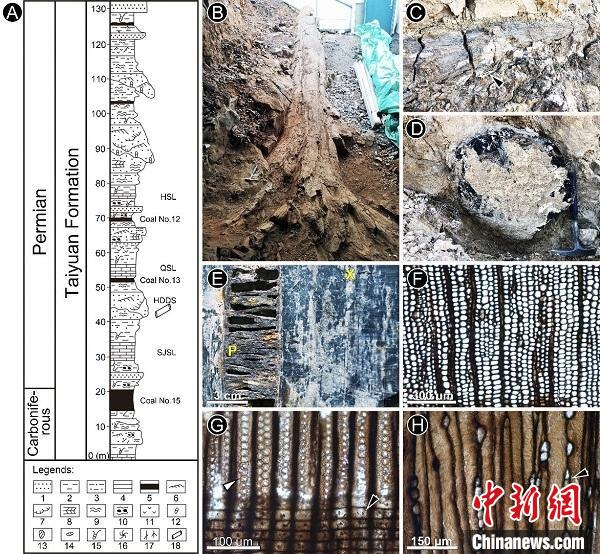 中国科学家在山西阳泉发现早二叠世大型科达木化石群