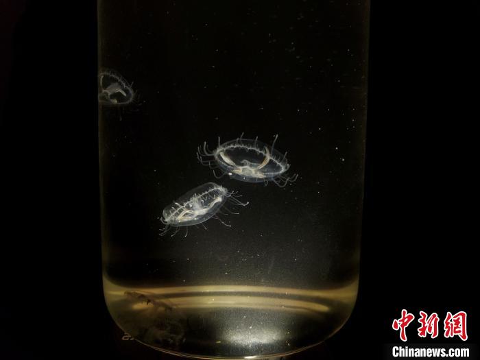 在海南省五指山市发现的疑似水母生物，近日被证实为索式桃花水母。　王晓斌 摄