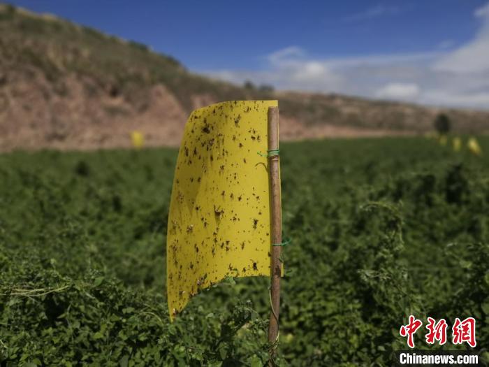 图为福星镇庞家岔村200亩高标准核心示范点，一块块黄色的粘虫板在绿意盎然的药材地里发挥着作用。　杜萍 摄