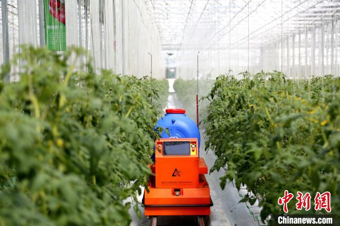 在“中国寿光型”智能玻璃温室内有20多个机器人，可实现授粉、运输、喷药、巡检以及分拣自动化。　沙见龙 摄