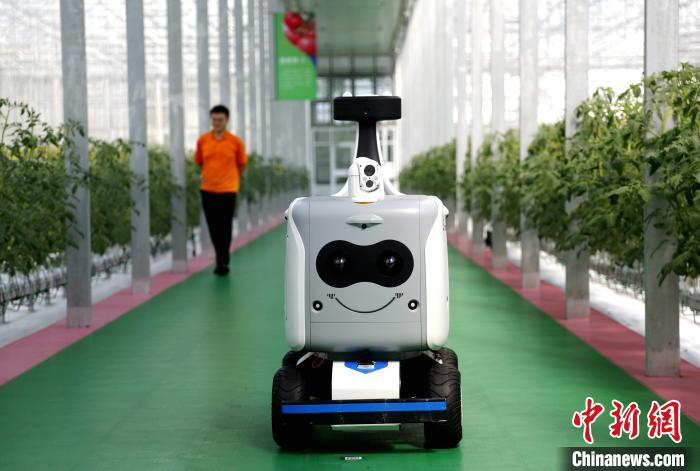 图为“中国寿光型”智能玻璃温室内的巡检机器人。　沙见龙 摄