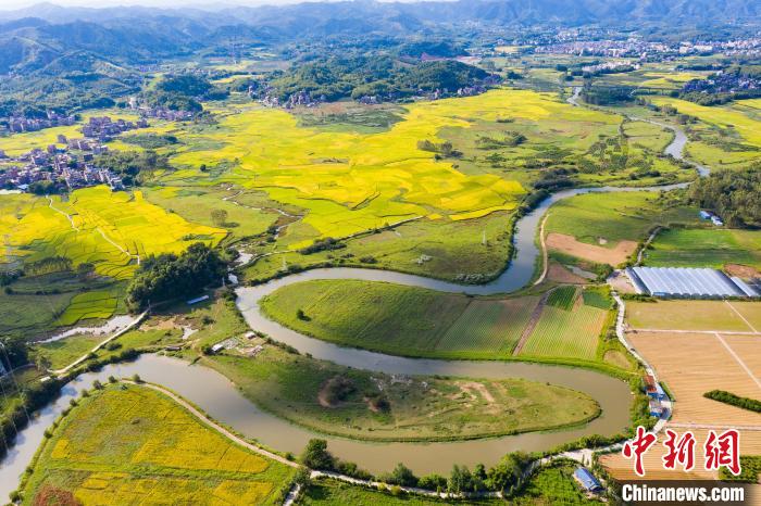 金黄稻田与弯曲的河流构成美如图画。　何华文 摄