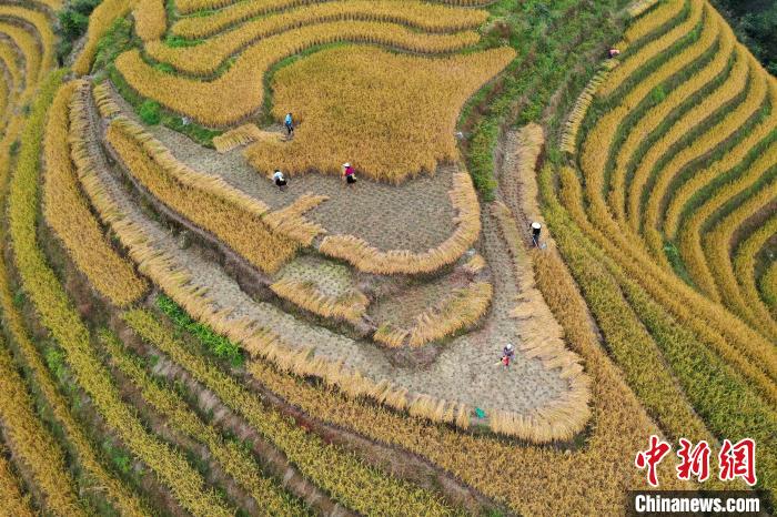 10月26日，在广西桂林市龙胜各族自治县龙脊镇平安村，村民在梯田上收割水稻。　潘志祥 摄