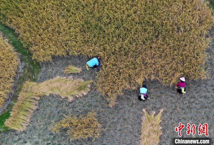 10月26日，在广西桂林市龙胜各族自治县龙脊镇平安村，村民在梯田上收割水稻。　潘志祥 摄
