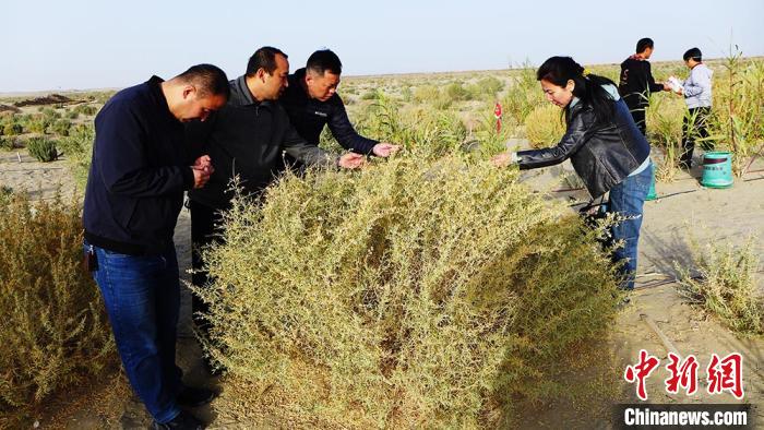 十一团在塔克拉玛干沙漠边成功栽种耐旱饲草树种“四翅滨藜”。　易然 摄