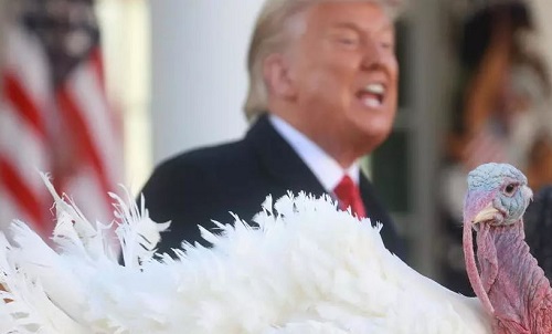 特朗普在白宫参加感恩节活动