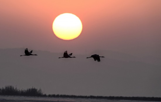 1月13日，黑颈鹤在贵州草海国家级自然保护区飞翔。
