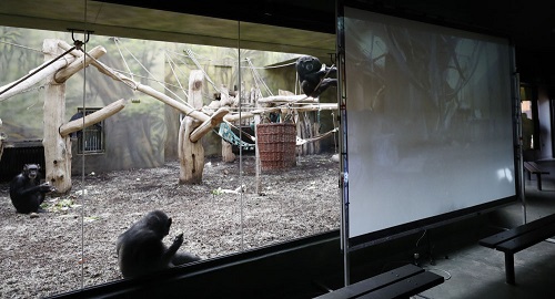 黑猩猩在大屏幕上看到对方