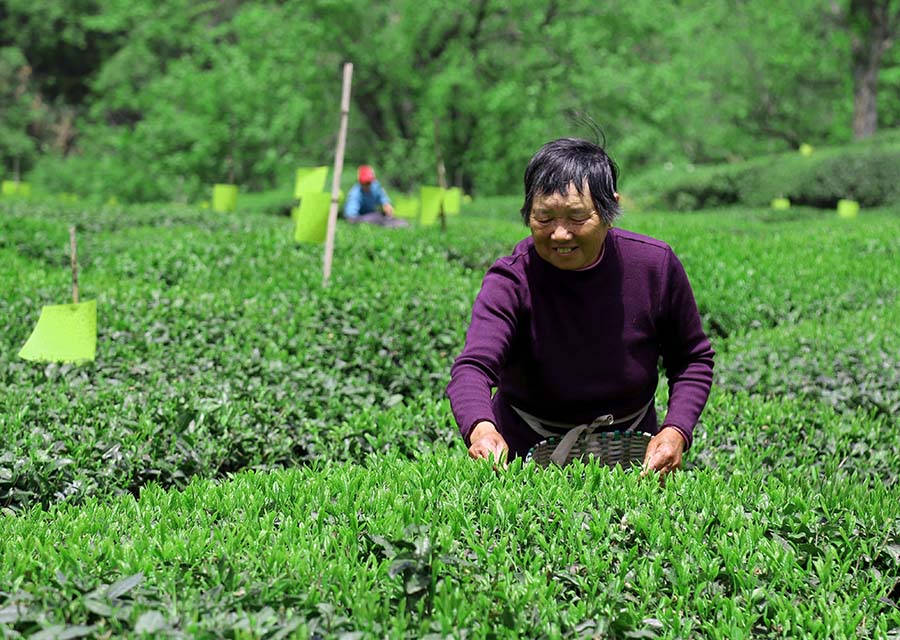 村民正在茶园采收新茶。休宁县委宣传部供图