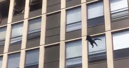 消防员拍视频发现跳楼逃生黑猫