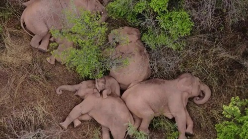 野象群在当地一处村庄外的林地睡觉休息，可看到一头小象趴到另一只大象的身上