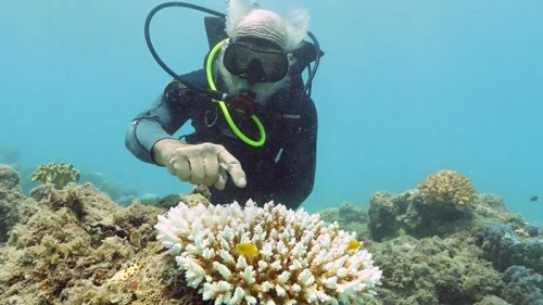 最近五年大堡礁的珊瑚礁遭遇了三次大的打击