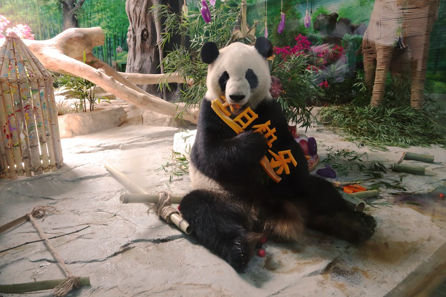 熊猫享用美味。集美区融媒体中心供图