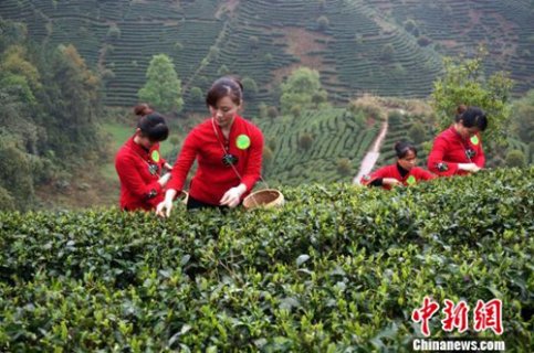 广西昭平县19万亩春茶全面开采赶市