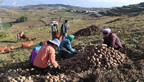 马铃薯产业成为云南脱贫攻坚重要产业