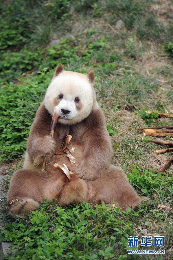 大熊猫长啥样图片