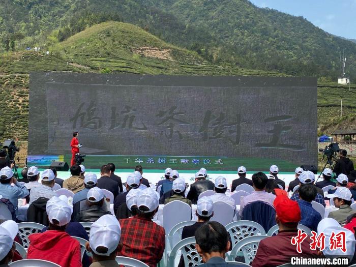 《鸠坑茶种族谱图》首发仪式现场。　钱晨菲 摄