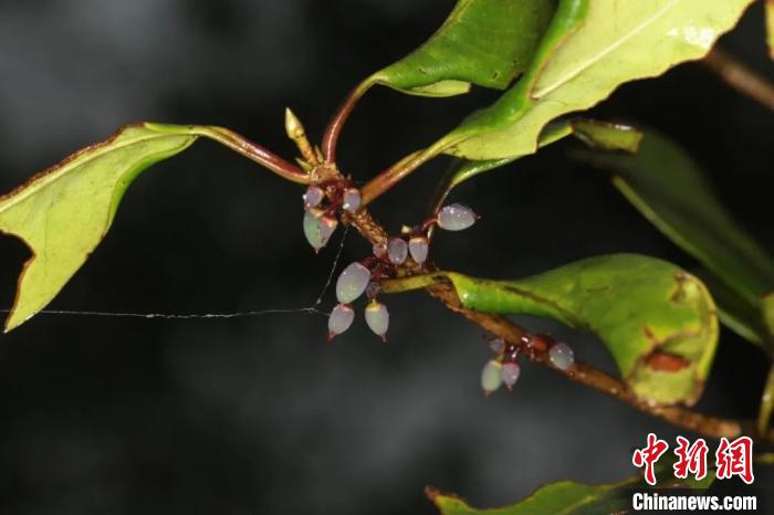 浙江乌岩岭国家级自然保护区发现植物新种浙南木樨