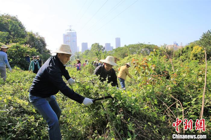 广东落实财政5800多万元遏制“植物杀手”薇甘菊蔓延