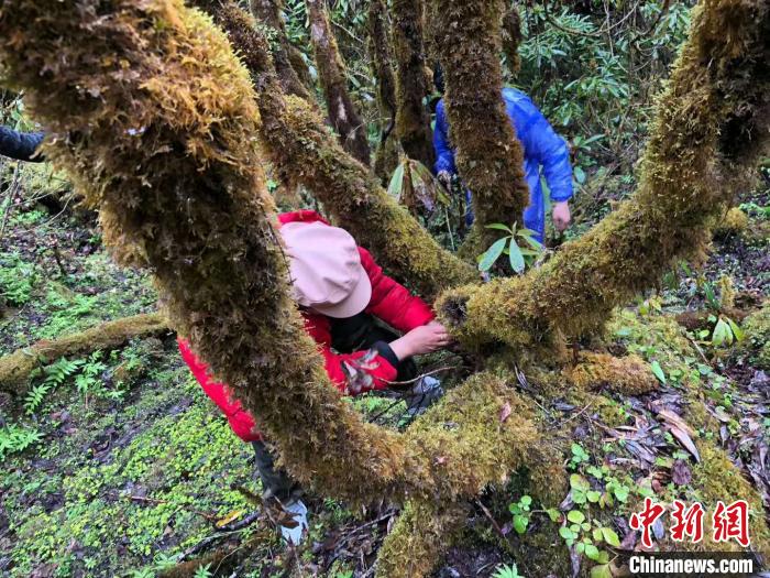 图为相关科考研究人员在野外科考。　达娃 摄