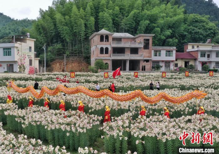 图为当地龙舞花灯协会在百合花海中表演。　辛建安 摄