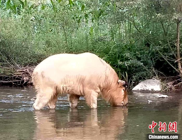 湖北十堰发现国家一级保护动物野生羚牛