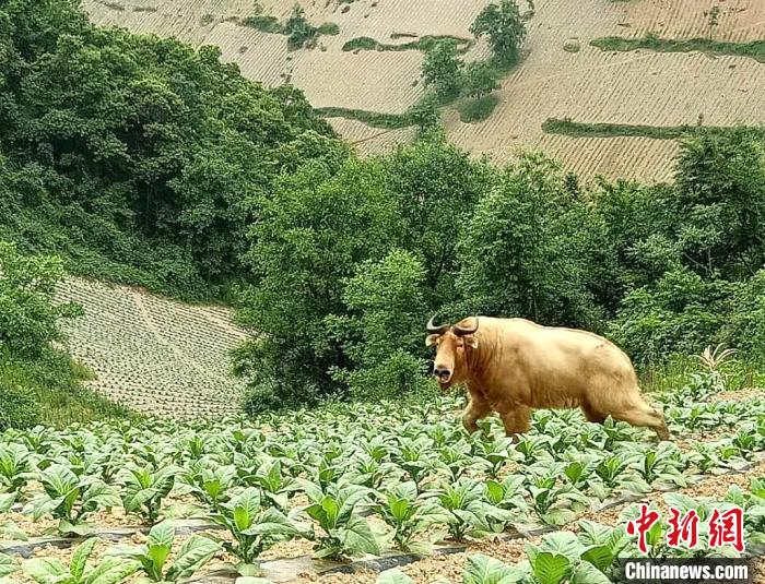 竹山县柳林乡三和村发现的羚牛。竹山野保站供图