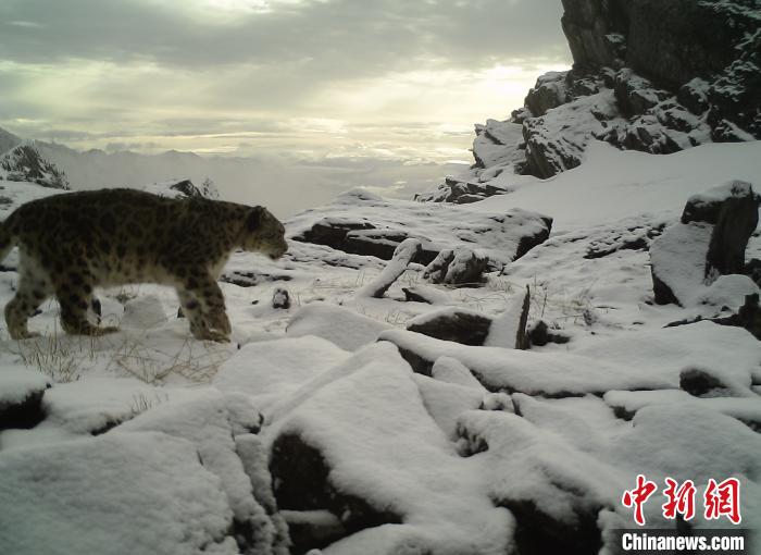 红外线相机拍摄到的雪豹影像。四川卧龙国家级自然保护区管理局供图