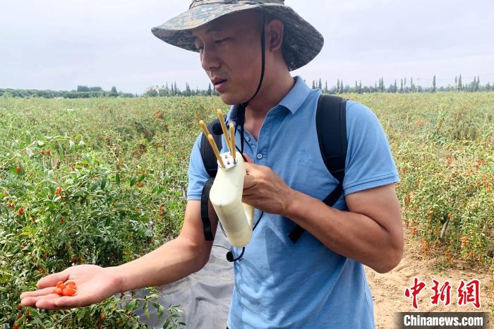 西安汇星机械有限公司研发主管史腾飞向枸杞种植企业与农户介绍枸杞智能化采收设备——机械振动式枸杞收获机，展示采摘下来的枸杞。　王帅 摄