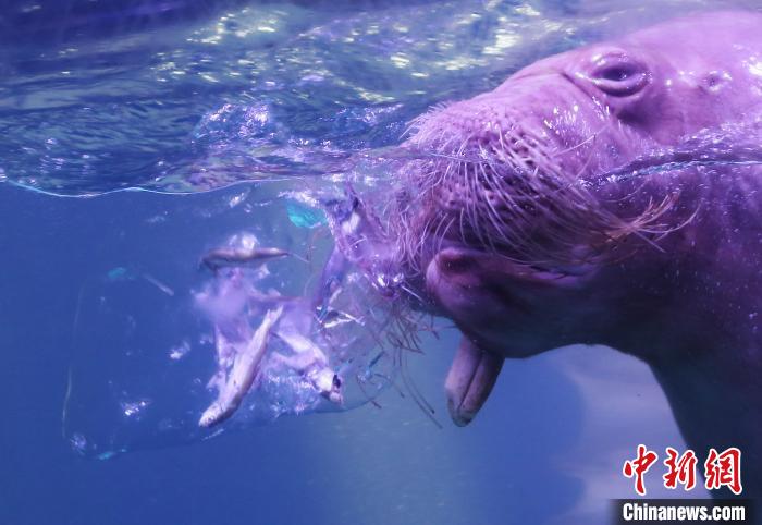 “海象”泡在清凉干净的水中，吃青鱼和水果味儿的大冰糕。　沈阳皇家海洋乐园供图 摄