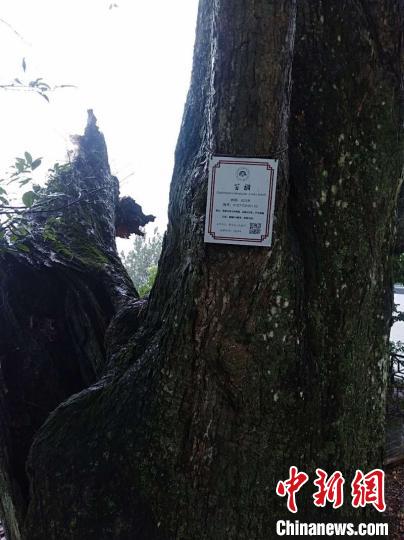 “黑格比”挟风裹雨直袭浙江磐安当地六百年古树被吹断