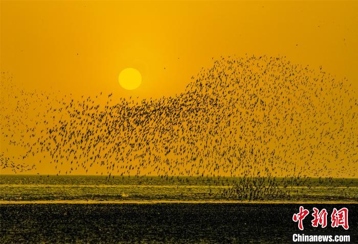 辽宁营口湿地迎来秋季迁徙期候鸟起舞呈“鸟浪”奇观