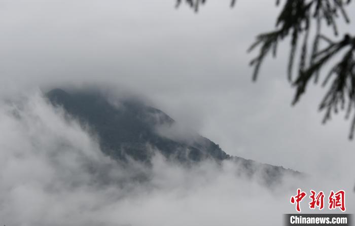 图为重庆金佛山雨雾缭绕的壮观景象好似一幅绝美水墨画。　周毅 摄