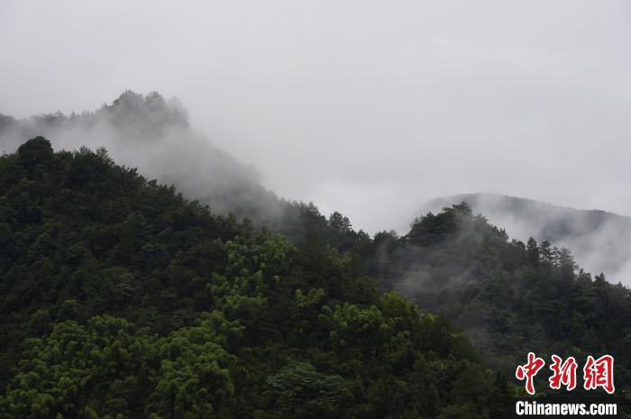 图为重庆金佛山雨雾缭绕宛如仙境。　周毅 摄