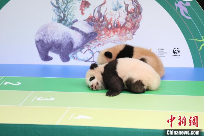 成都大熊猫繁育研究基地月亮产房熊猫幼仔亮相。　成都大熊猫繁育研究基地供图 摄