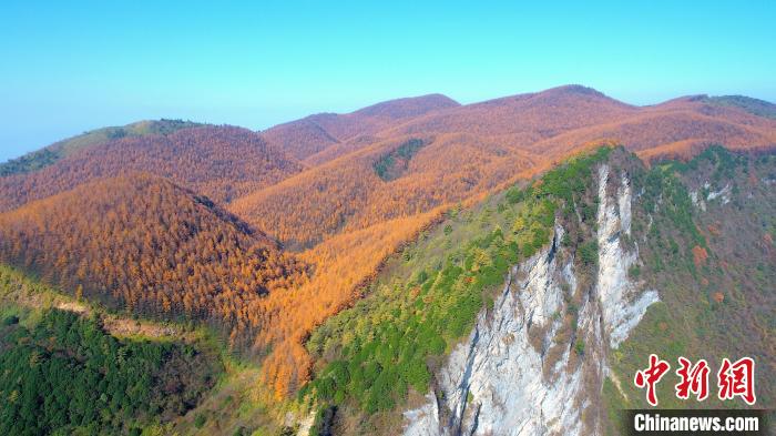 重庆巫山2万余亩松林完成“换装”似色彩斑斓油画