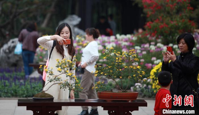 扬州瘦西湖菊花盛会如约而至近千品种菊花争相绽放