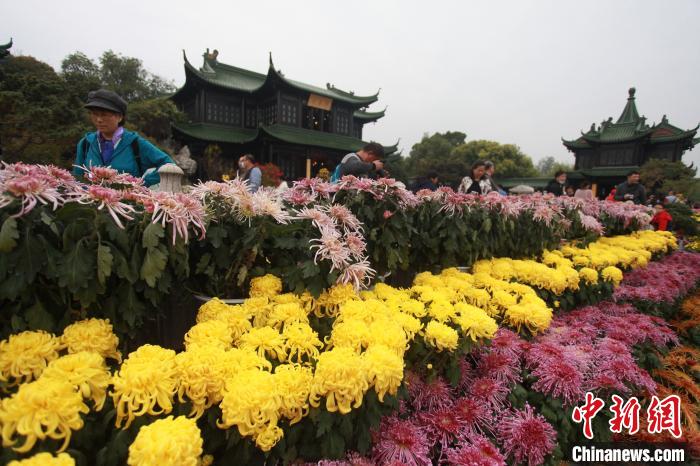 扬州瘦西湖菊花盛会如约而至，近千品种菊花争相绽放。　孟德龙 摄