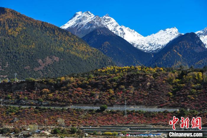 图为11月8日，时值秋末冬初，雅鲁藏布大峡谷旅游景区内五彩交织的森林上雪峰林立，景色迷人。　张伟 摄