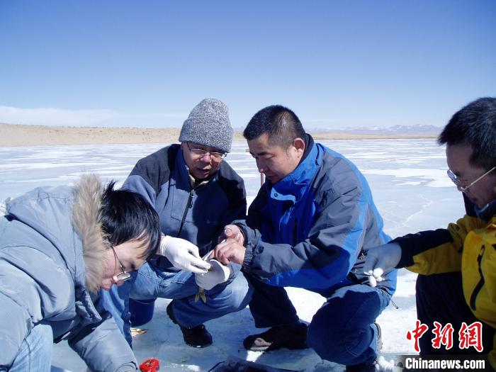 图为专家学者正在进行野外调查。　中国科学院西北高原生物研究所供图 摄