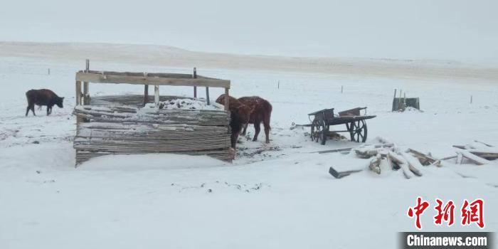 图为内蒙古多地出现降雪。内蒙古气象局供图