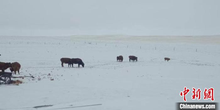 图为内蒙古多地出现降雪。内蒙古气象局供图