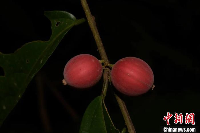 图为密花八角枫的果实。中国科学院东南亚生物多样性研究中心提供