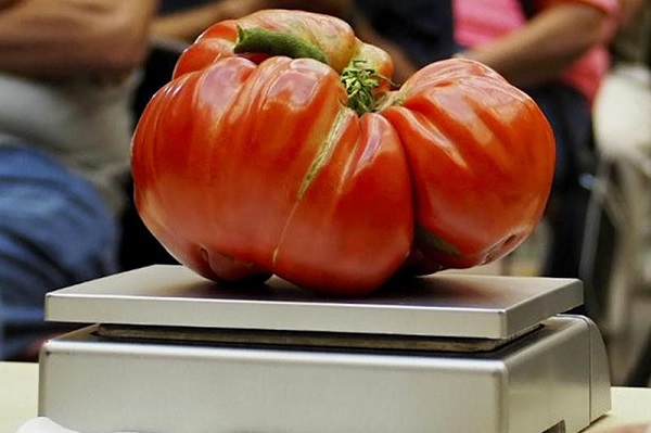 巨型西红柿